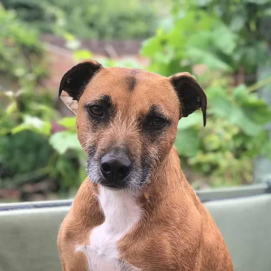 Max rescue lurcher