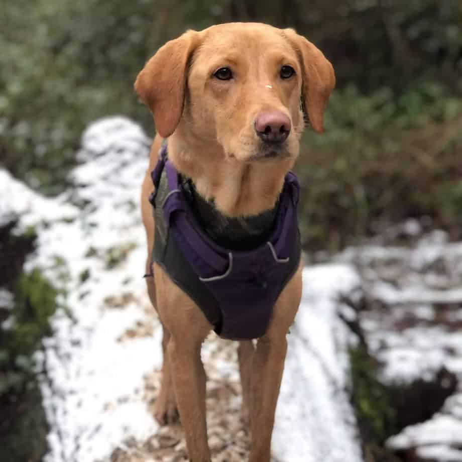 Skyla working labrador