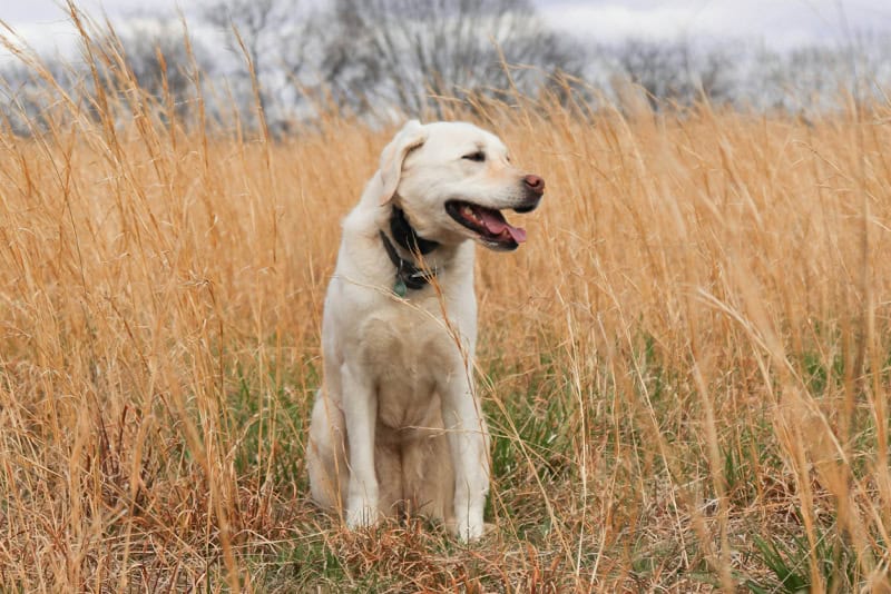 dog 5