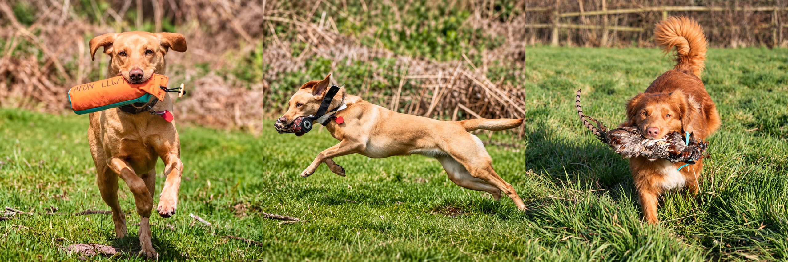 Gundog Games retrieve section