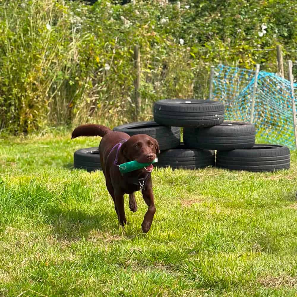 Labrador enjoying pet Gundog training